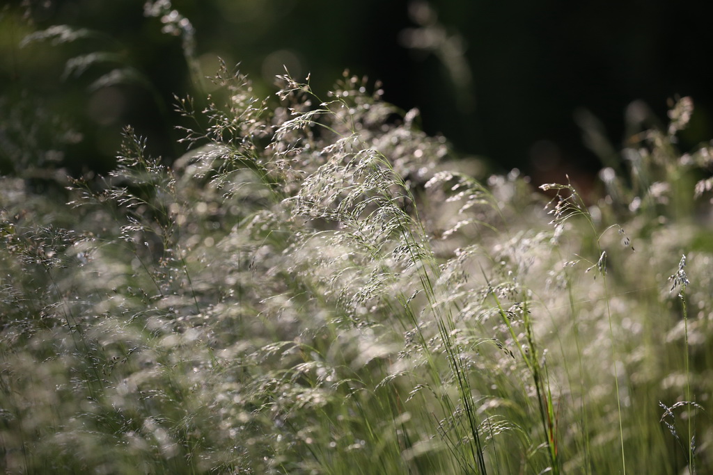 3.06.2018 Auma Thuringia