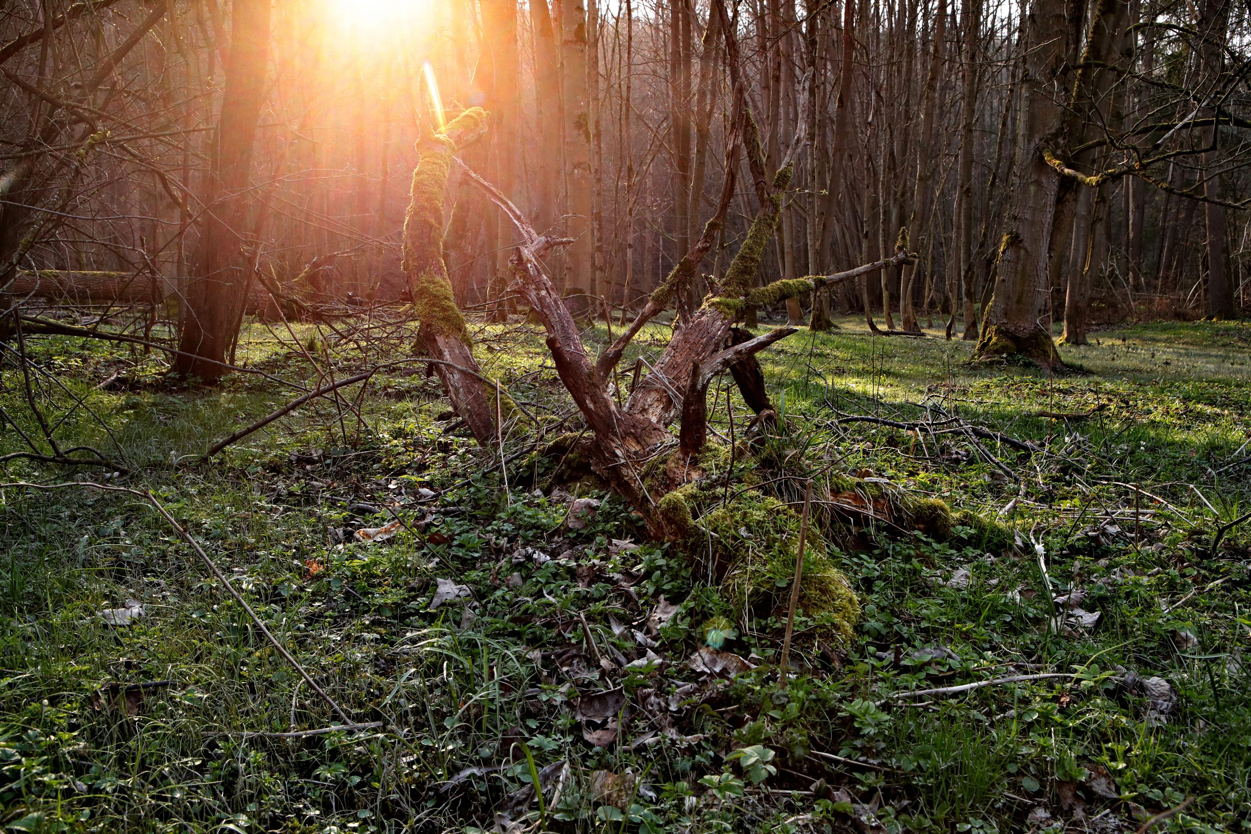 18.04.2020 Spring