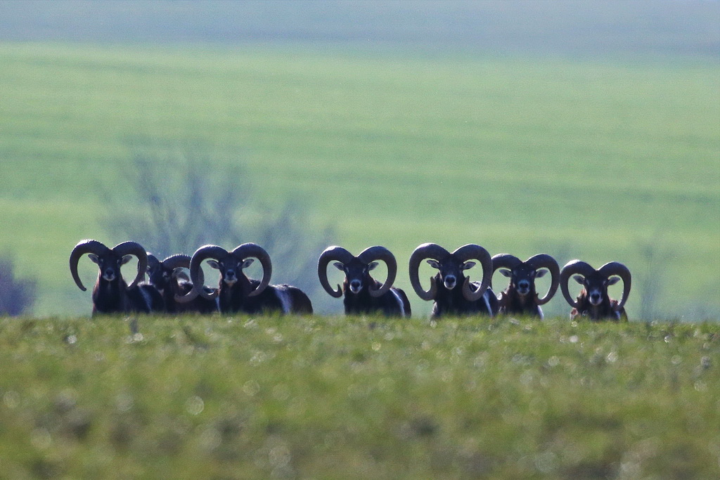 13.03.2022 Mouflons / Thuringia